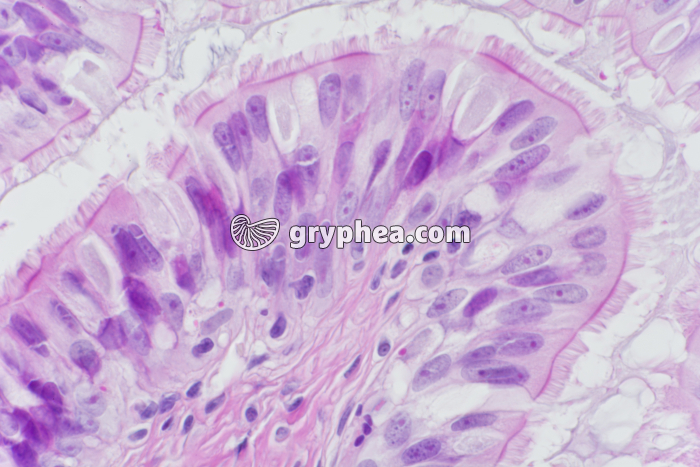 Epithélium oesophage de Batracien x200 - gryphea.com